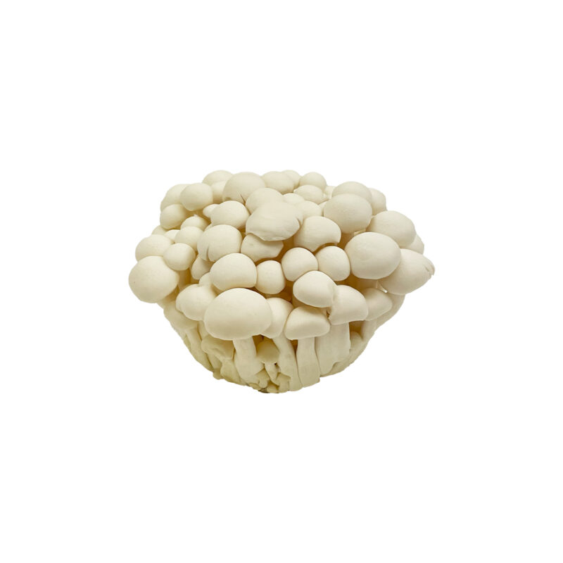 雪白菇
