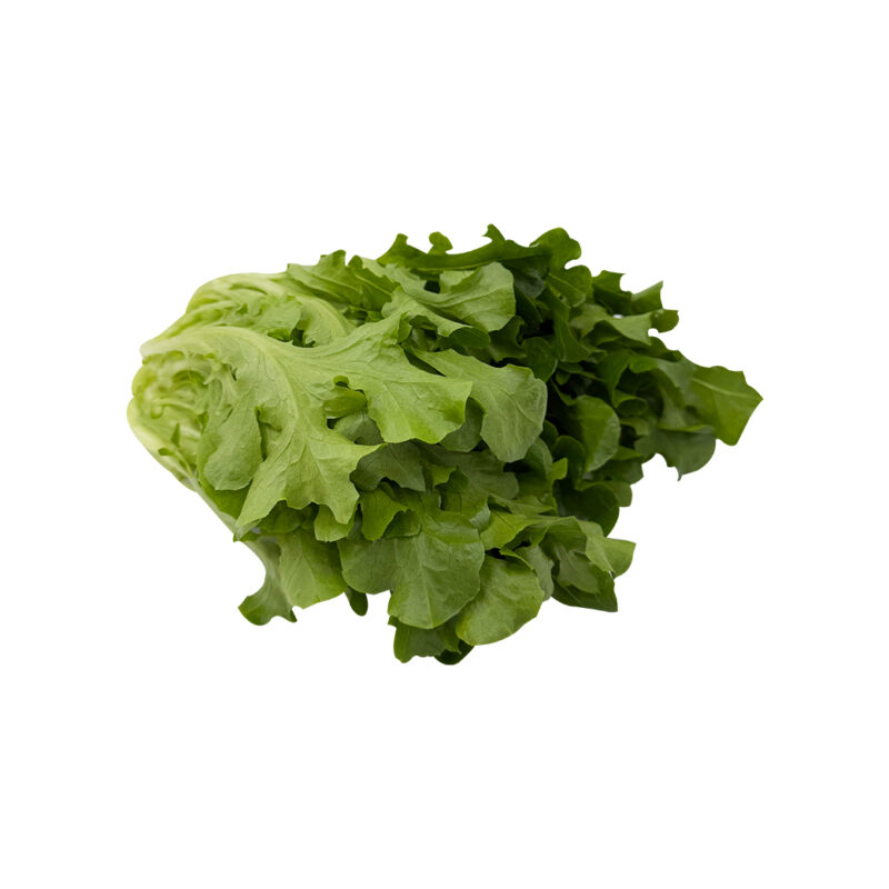 綠橡